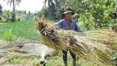 Effectively exploiting the potential of sedge plants in Nhi Long commune.