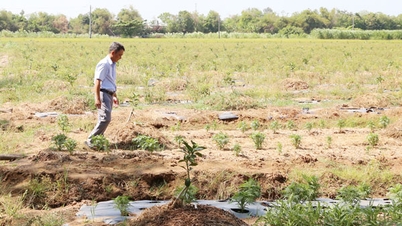 Don Chau focuses on supporting the livelihoods of the Khmer people.
