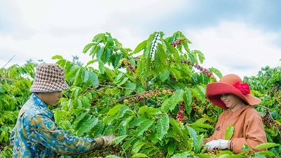 La industria cafetera vietnamita se esfuerza por escapar de la trampa de exportar granos de café crudos para proteger el hito de los 9.000 millones de dólares.