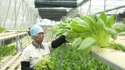 Transforming Hanoi's agriculture: From production to a multi-value economy.