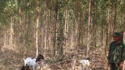 El guarda forestal "especial"