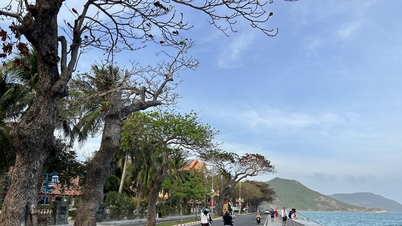 Ho Chi Minh City: Policies to support students from Con Dao studying on the mainland are coming soon.
