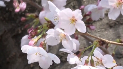 Turistas internacionais chegam à Coreia do Sul para testemunhar o florescimento precoce das cerejeiras.
