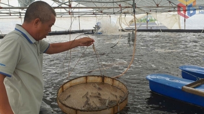 Hà An đổi hướng nuôi tôm