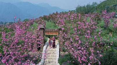 Stunning pink cherry blossoms blanket Fansipan in April.