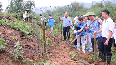 Businesses are supporting Tuan Dao commune in planting bamboo to act as a wave barrier and prevent riverbank erosion.