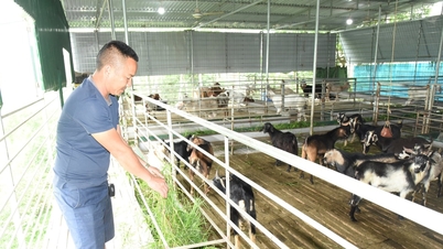 Kinh tế tuần hoàn trong chăn nuôi: Hướng đi bền vững giúp nông dân gia tăng lợi nhuận
