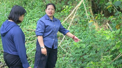 Invasion de criquets pèlerins : des mesures proactives et une lutte précoce sont nécessaires - Cao Bang Online Newspaper