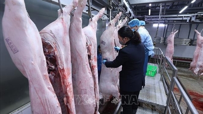 Проанализируйте контракты, касающиеся поставок продуктов питания в школы.