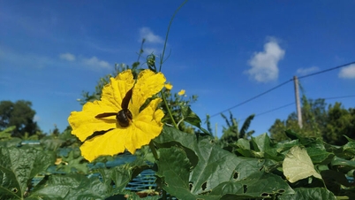 Ik ben dol op de luffa-ranken in mijn geboortestad.