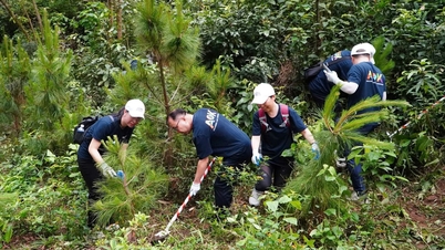 ডেকার্স আউটডোর কোম্পানি নগুয়েন ট্রাই মন্দিরে ৬২টি পাইন গাছ রোপণ করেছে।