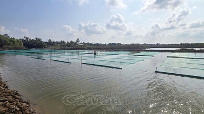 Sinais positivos do cultivo de algas marinhas tailandesas em combinação com a criação de camarão.