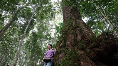 दा नांग शहर के पश्चिम में स्थित हंग सोन कम्यून का सरू का जंगल - एक 'जीवित विरासत' है।
