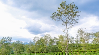 Thăm đồi chè Phước Lạc