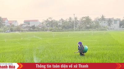 Pest and disease control to protect spring rice crop.