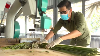 Start-up verte avec des pailles en roseau