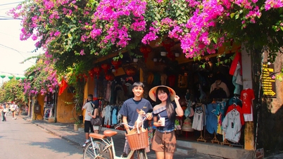 Bunga bougainvillea mewarnai kota kuno Hoi An, memikat wisatawan yang gemar mengambil foto.