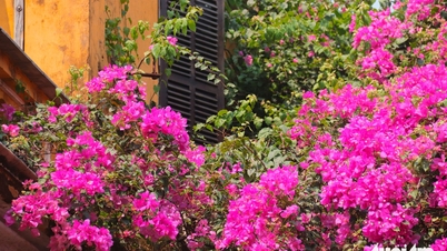 Bougainvilleablommor färgar den antika staden Hoi An och fängslar turister som älskar att ta foton.