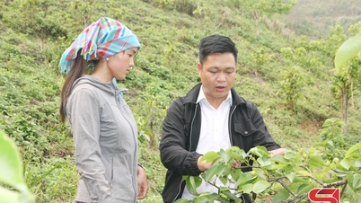 Pear trees in the Ta Xua highlands