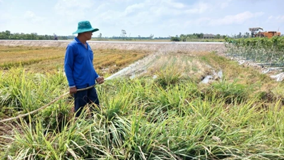 Đồng Tháp: Giá chanh, sả tăng cao