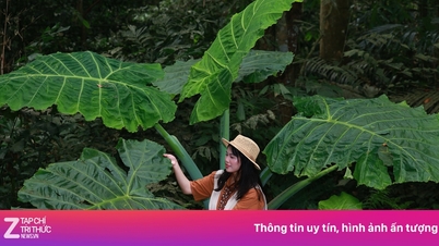 Lange rijen en grote groepen toeristen die foto's maken van gigantische taro-struiken in het Cuc Phuong Nationaal Park.