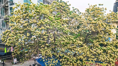 De bloemen van de Barringtonia-boom bloeien begin april en jongeren in Hanoi "concurreren" om er foto's mee te maken.
