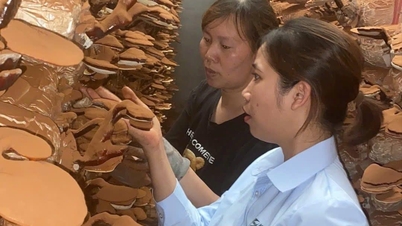 Ms. Hoa helps farmers get rich from reishi mushrooms.