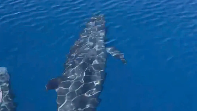 A pod of about 100 whales put on a spectacular "show" near Phu Quy Island.