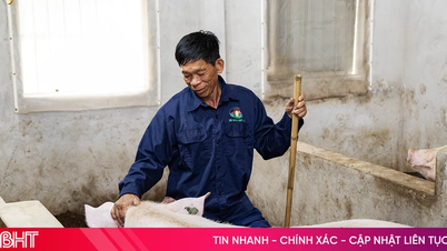 Nông dân Hà Tĩnh vững tin với mô hình chăn nuôi “5 không” của Quế Lâm