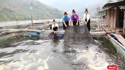 Hiệu quả từ Dự án 8 ở Mường Khiêng