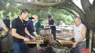 Mật ngọt Sông Mã