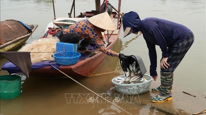 រដូវ​ប្រមូល​ផល​ដំណាំ​ទន្លេ​កំពុង​មមាញឹក។