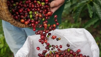 Kaffepriser i dag, 6. april 2026: Det sentrale høylandet holder prisen på 89 300 VND.
