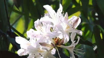 Orörd rhododendronskog på K'lang-toppen