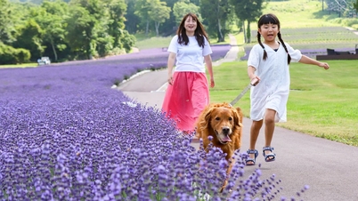 Descubre la vibrante temporada de floración en la región de Kanto, en Japón.