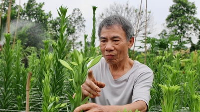 Bunga lili berakar di tanah Phù Liễn.
