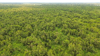 Melaleuca-skogarna återupplivas.