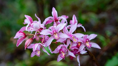 W Mang Den poczujesz się zagubiony w raju orchidei Vi Ro Ngheo.