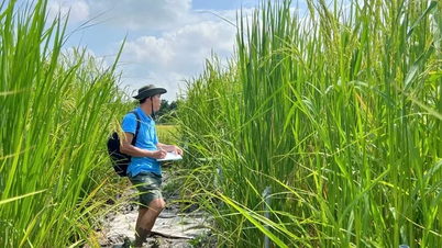 Un Máster en Agricultura de la región occidental, que lleva más de 14 años "apasionado" por las variedades antiguas de arroz, recibe el premio a la "Iniciativa Eficaz".