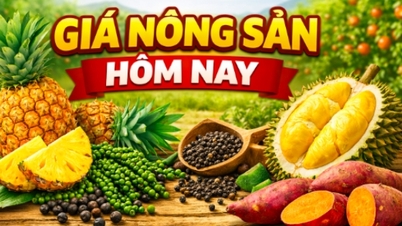 Dagens priser på landbruksprodukter (7. april 2026): Prisene på thailandske durian stiger igjen; ananas utenom sesongen er i sesong.