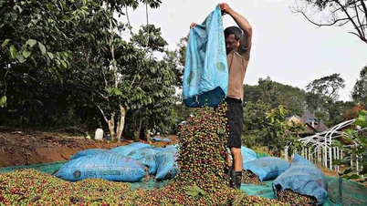 Koffieprijzen vandaag, 7 april 2026: De binnenlandse markt handhaaft een hoog niveau, de wereldwijde Arabica-markt vertoont verbetering.