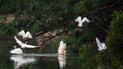 Keeping the rhythm of the birds' wings - an effort to conserve the waterbird ecosystem.