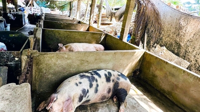 La province de Lam Dong prend des mesures pour améliorer le contrôle de l'abattage des animaux.