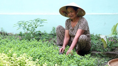 Phụ nữ Gò Quao thi đua làm kinh tế giỏi
