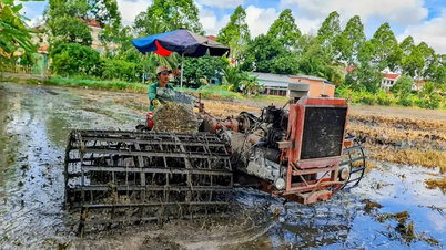 Flexibly planting summer-autumn rice crops to ensure water supply and control saltwater intrusion.