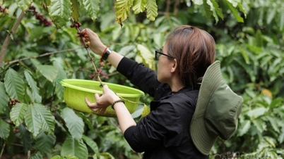 Koffieprijzen vandaag, 8 april 2026: Binnenlandse prijzen blijven stabiel.