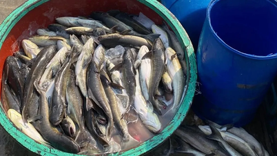 リーソン県の養殖場で発生した魚の大量死の原因を調査する。
