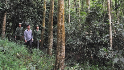 Yen The Forestry Company adalah pelopor dalam pengembangan hutan kayu skala besar.