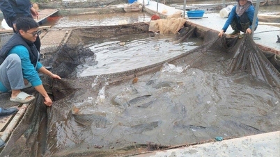 The value of seafood production in Hai Phong reached over 4,000 billion VND.