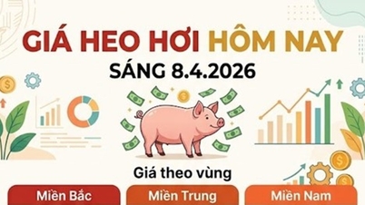 Pork prices today, April 8th: Dong Nai reaches 69,000 VND/kg, Southern region leads the upward trend.